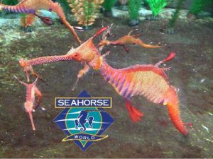 Seahorse World (Beauty Point)